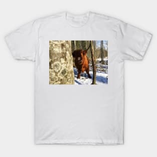 Scottish Highland Cattle Cow 2346 T-Shirt